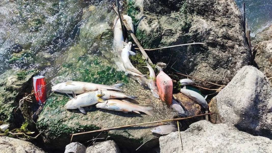 Ceyhan Nehri’nde Balıklar Telef Oldu: Mahalle Kokuyor, Nehir Ölüyor! 3